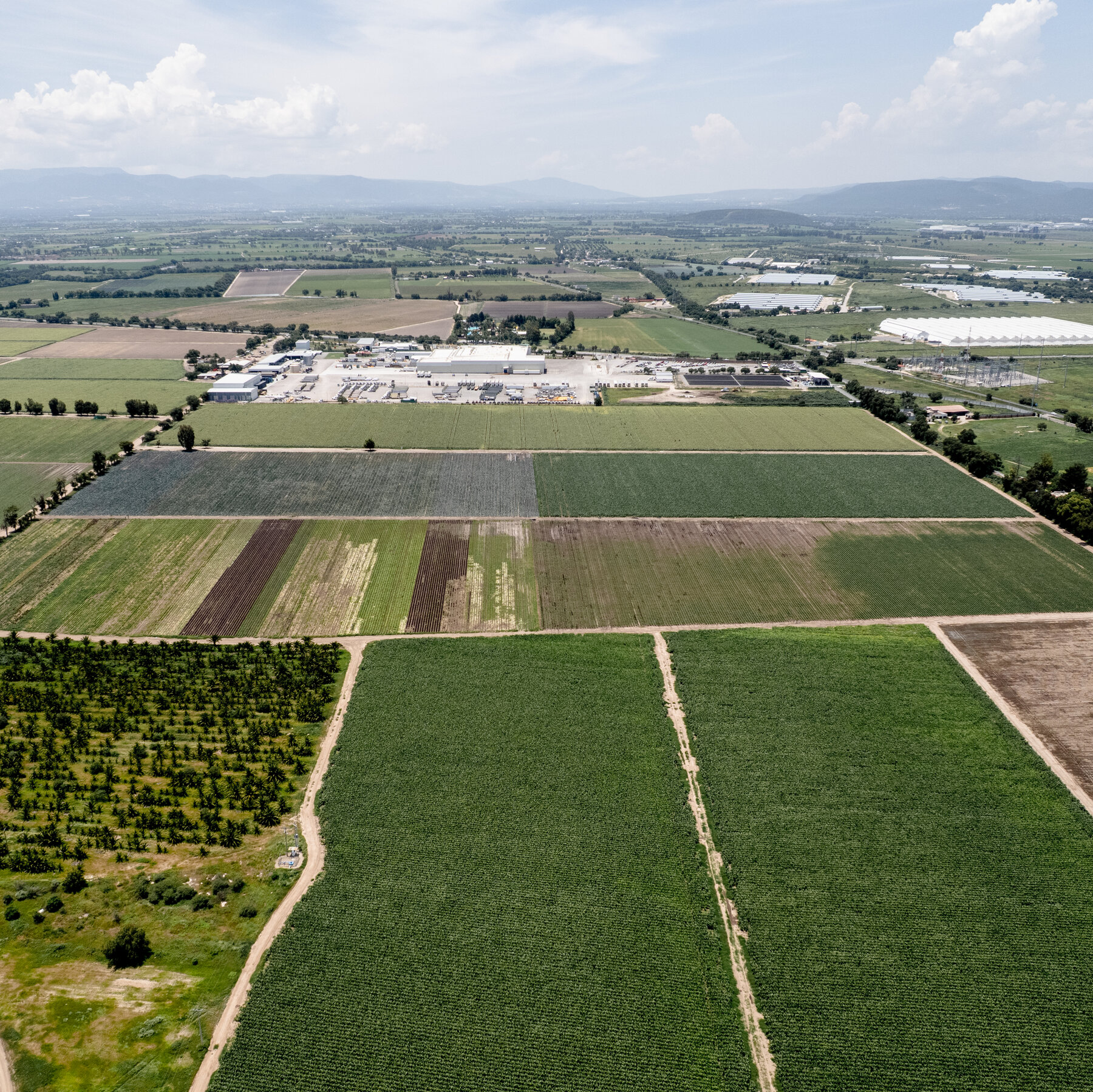A Mexican Town Was Known for Lettuce. Now It’s Because of Cyclospora.
