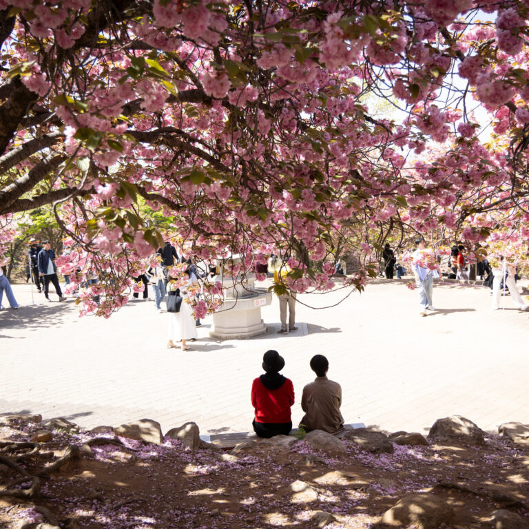 South Korea’s Cherry Blossoms Attract a Connoisseur: The Japanese