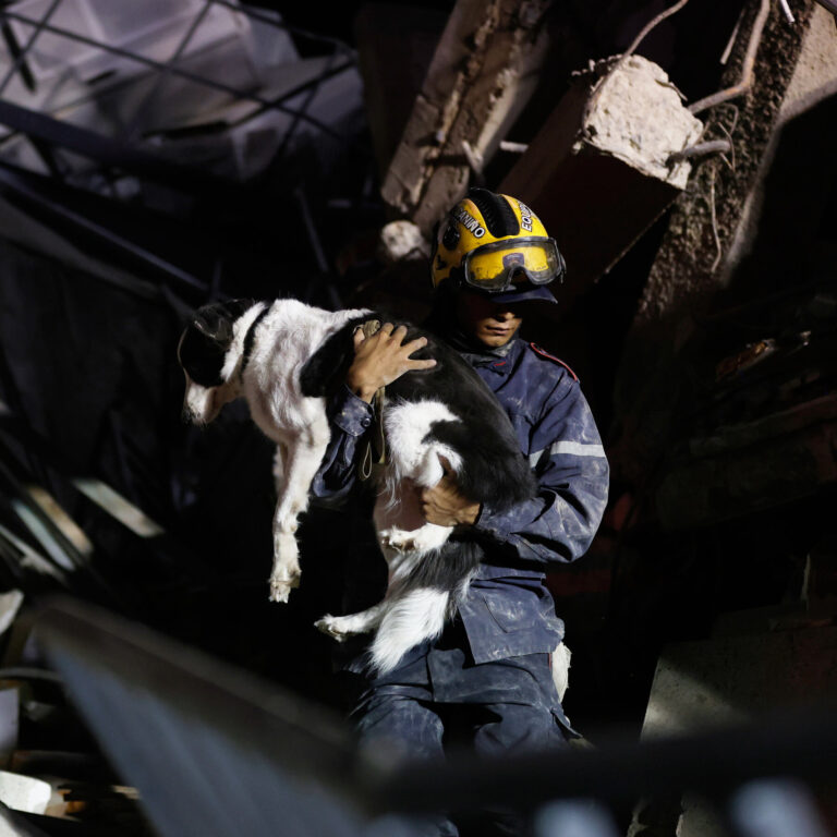 In Venezuela’s Rubble, a Search for the Family Pets