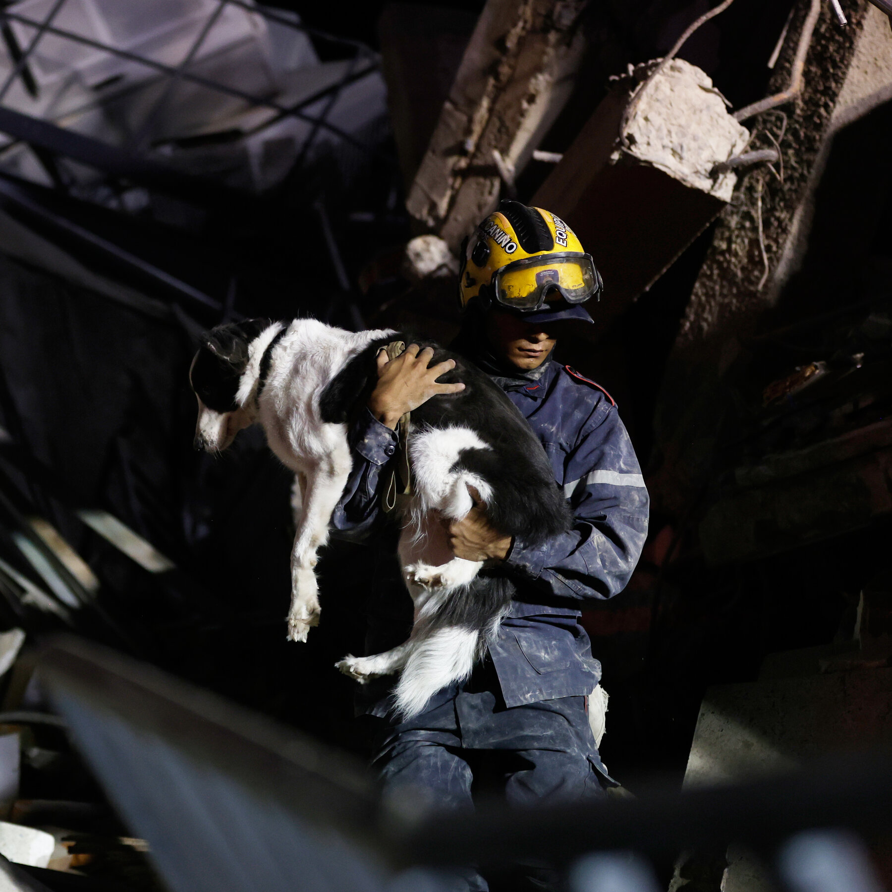 In Venezuela’s Rubble, a Search for the Family Pets
