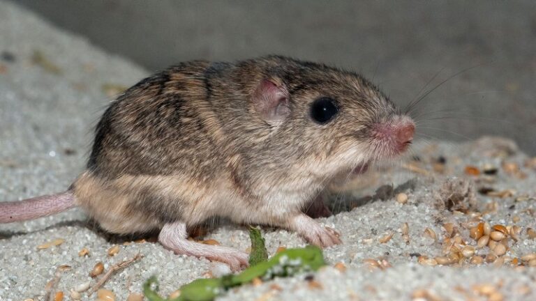 An endangered mouse may need a helping hand to adapt to climate change