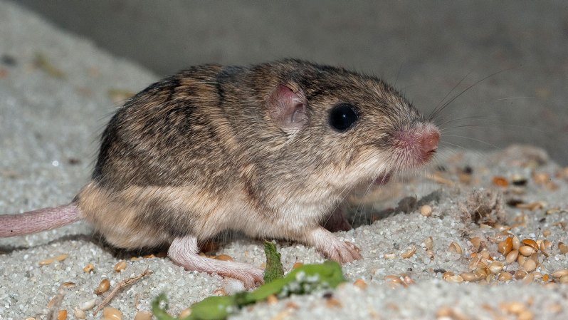 An endangered mouse may need a helping hand to adapt to climate change