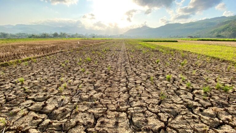 Ancient DNA tests the notion that allergies are due to our dirtier past