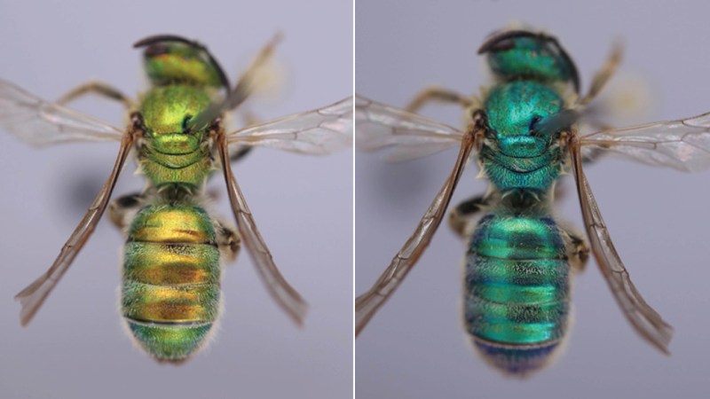 Humidity makes these bees turn green