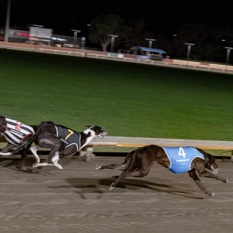 New Zealand Has Ended Greyhound Racing. Now It Has to Manage the Aftermath.