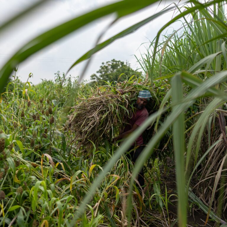El Niño Threatens Global Sugar Supply