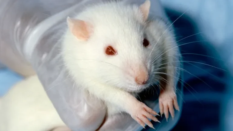 Female rats like a different kind of tickling than males