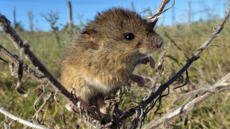 Some South American rodent-borne viruses may spread as climate warms
