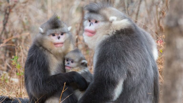 Territorial conflict may explain male primates’ large size