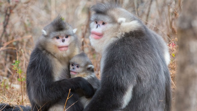 Territorial conflict may explain male primates’ large size