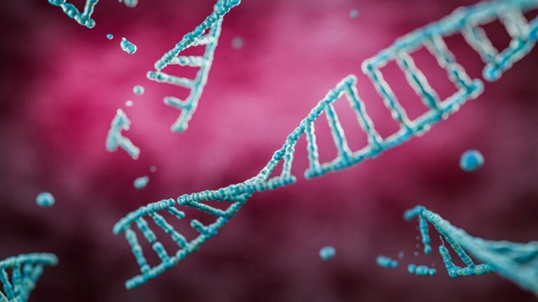 Brains break and repair DNA to grow