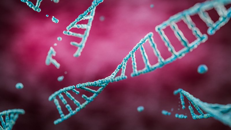 Brains break and repair DNA to grow