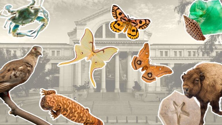 The natural history of every U.S. state is on display at a new D.C. exhibit