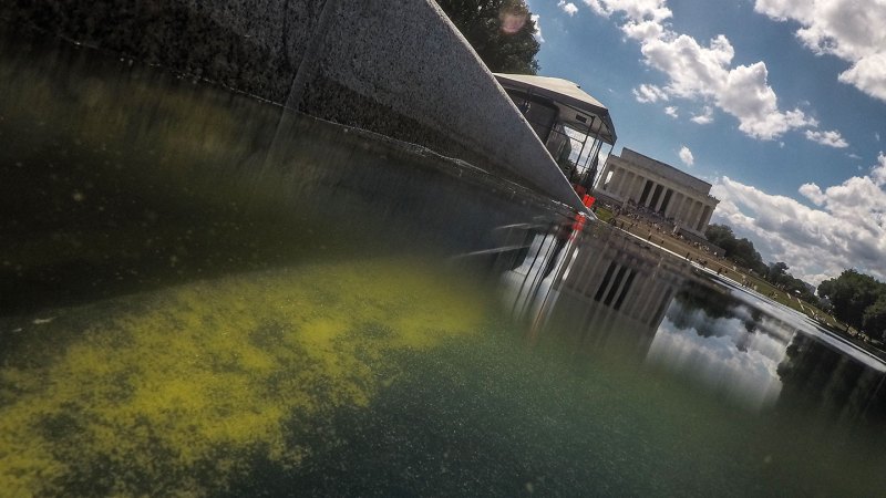 New science on algae die-offs is too late for the Reflecting Pool