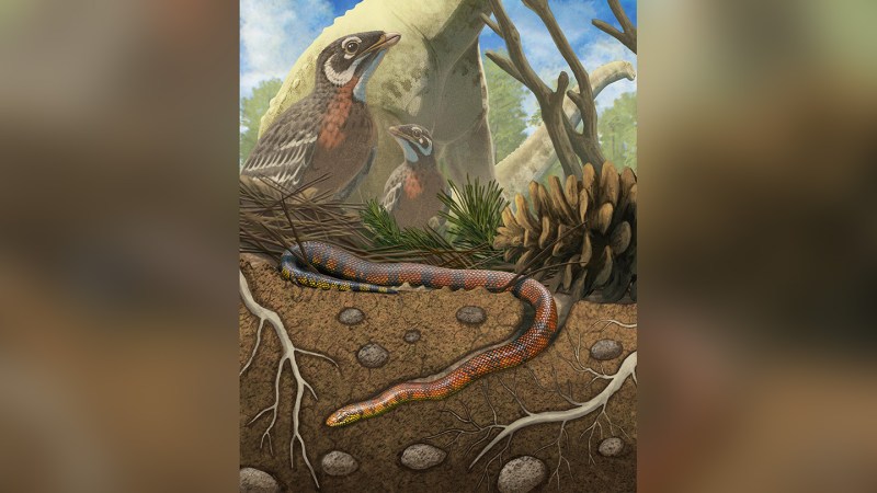 A rare 3-D snake fossil is spilling secrets of its unusual lifestyle