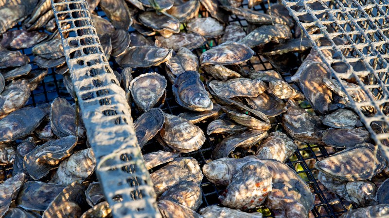 Bullfrogs may have an antidote to deadly shellfish poisoning