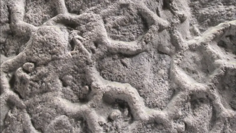What’s behind ‘one of paleontology’s most enduring enigmas’?
