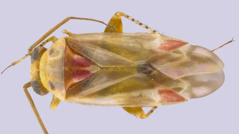 Meet Swiftiephylus, an Australian bug named after Taylor Swift
