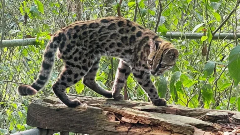 Meet the newest living cat species, the first described in 100 years