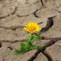 Drier soils may turn late summer into prolonged extreme heat