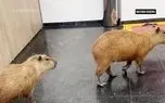 ورود غافلگیرکننده کاپی‌باراها به ساختمان مجلس
