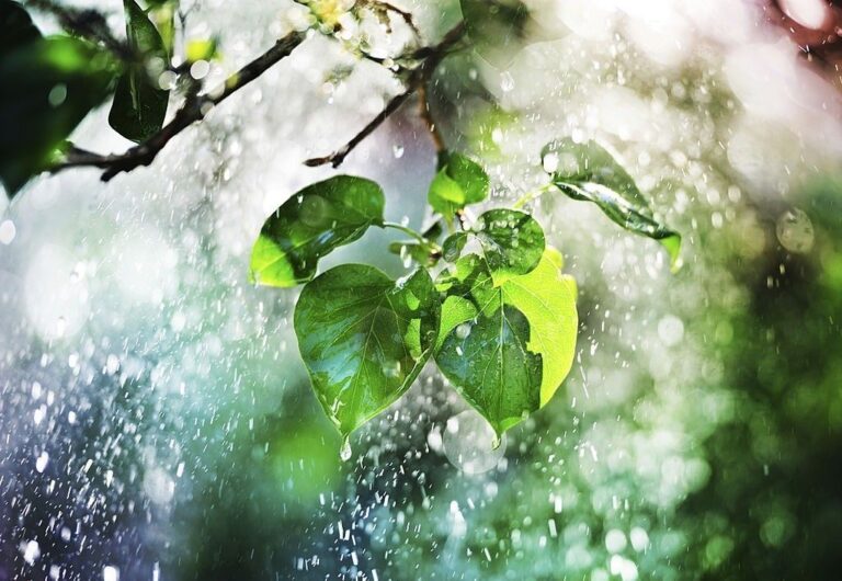 بهار در تابستان مازندران؛ هوای شمال بارانی می‌شود