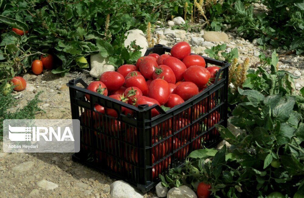 گستره تولید کشاورزی ارگانیک در مازندران افزایش یافت