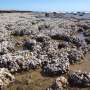 176-year oyster mystery spanning WA and the Indo-Pacific solved by DNA