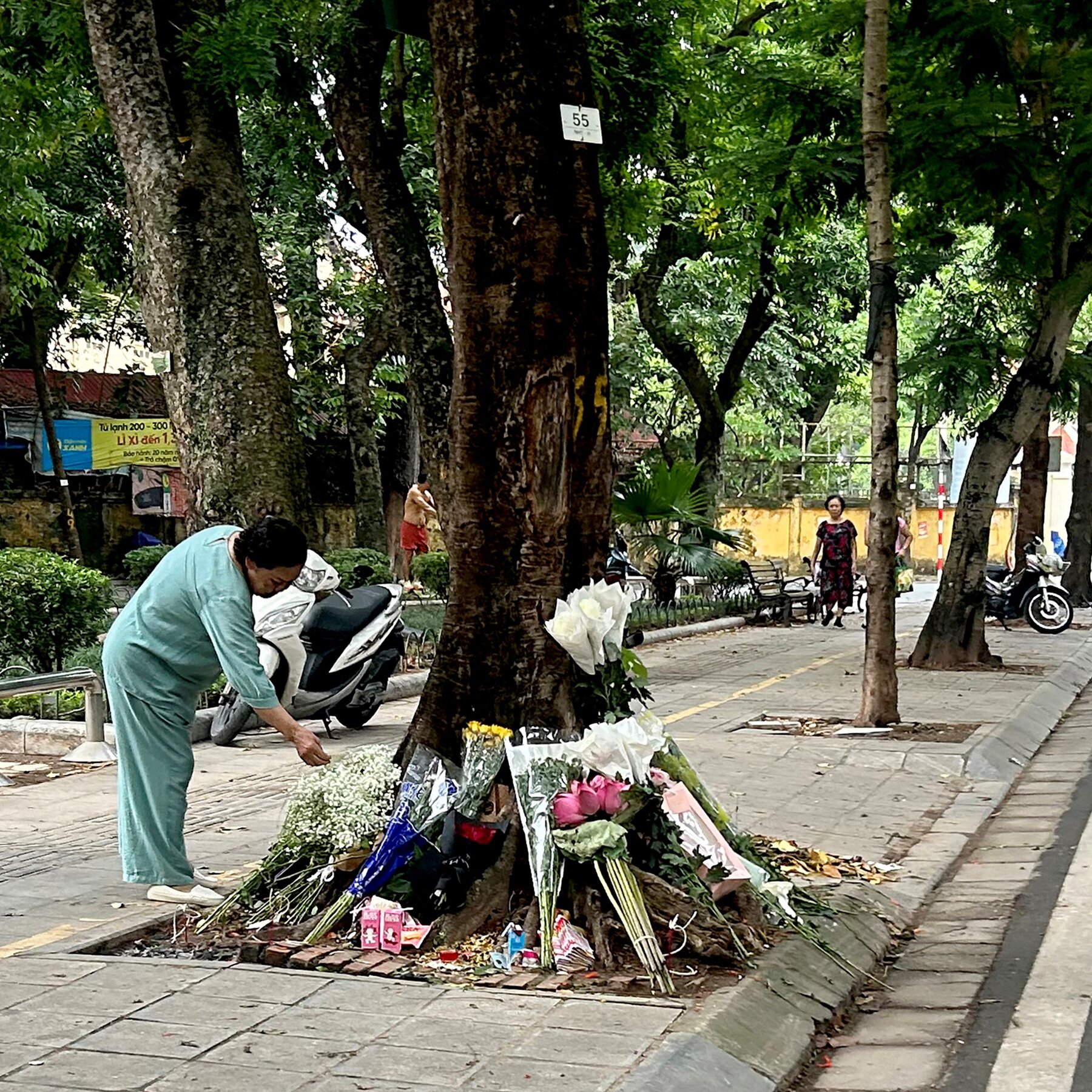 After Youth Outcry, Vietnam Says Former Official Caused Fatal Crash at Tree 55