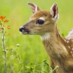 از نزدیک شدن، جا به ‌جایی و غذا‌دهی به نوزادان حیات ‌وحش در فصل بهار خودداری کنید