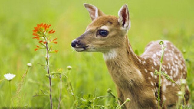 از نزدیک شدن، جا به ‌جایی و غذا‌دهی به نوزادان حیات ‌وحش در فصل بهار خودداری کنید