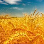 خرید تضمینی گندم در مازندران از مرز ۷۰ هزار تن گذشت