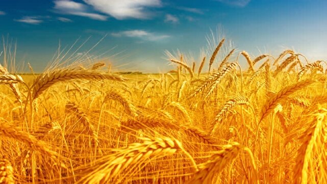 خرید تضمینی گندم در مازندران از مرز ۷۰ هزار تن گذشت