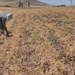 پیش‌بینی برداشت بیش از ۶ هزار تن نخود از دیمزار‌های دهگلان