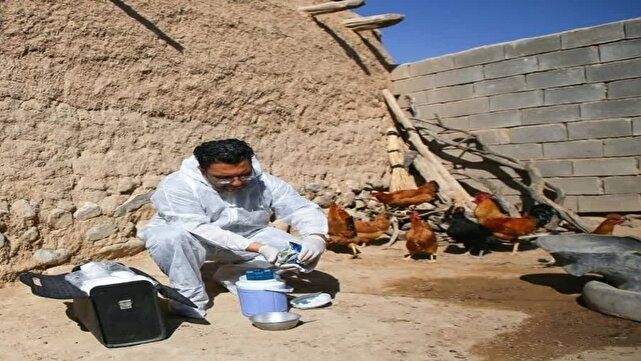 واکسیناسیون طیور روستایی آذربایجان‌غربی بر علیه بیماری نیوکاسل/ تزریق واکسن مقاوم به حرارت
