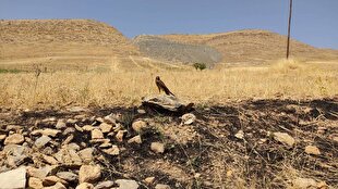 بازگشت پرندگان شکاری به طبیعت سقز