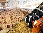 هزار میلیارد تومان در طرح‌های دام و طیور سرمایه گذاری می‌شود