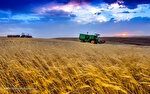 ثبت سفارش گندم تا پایان سال ادامه دارد