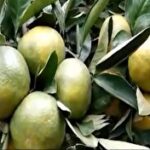 آغاز برداشت نارنگی از باغ‌های مازندران + فیلم