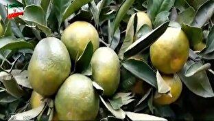 آغاز برداشت نارنگی از باغ‌های مازندران + فیلم