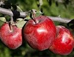 برداشت ۲۷۰ هزار تن سیب پاییزه در قطب کشاورزی فارس