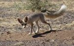 حمله روباه به سه نفر از اهالی روستای دهنوباقر دزفول
