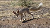 حمله روباه به سه نفر از اهالی روستای دهنوباقر دزفول