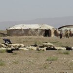 تولید سالانه ۴۰۰ تن گوشت قرمز به همت عشایر استان قم