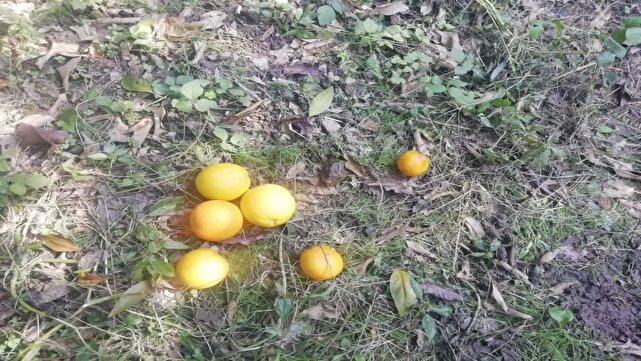 گلایه باغداران دهستان بالاتجن قائمشهر از آفت زدگی مرکبات + عکس