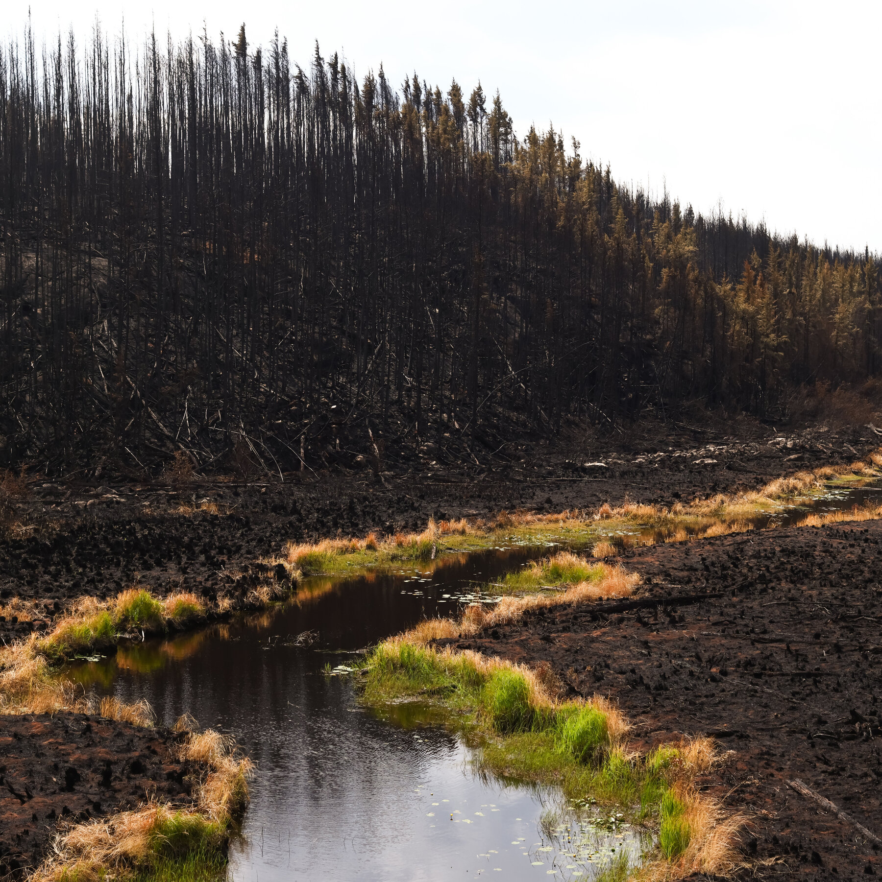 Canadian Wildfire Evacuees Outraged Over Lacking Support and Communication
