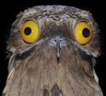 در جست‌وجوی پرنده شبح آمریکای جنوبی