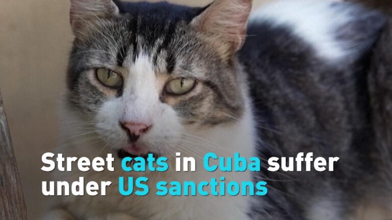 Street cats in Cuba suffer under US sanctions