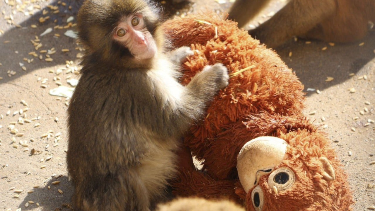 Laser aimed at Punch the monkey in Japan prompts zoo’s ‘unacceptable’ warning