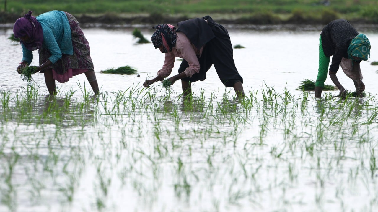Dry, wet, dry again: India’s ‘mysterious’ monsoon swings threaten crops, power supply